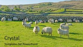  Presentation with ireland - Slides consisting of sheep in ireland background and a gold colored foreground