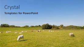  Presentation with sheep - Beautiful PPT layouts featuring sheep-in-meadows-in-landscape backdrop and a light blue colored foreground