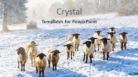  Presentation with czech republic - Theme having sheep-in-orlicke-hory-eastern background and a lemonade colored foreground