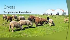  Presentation with sheep - 