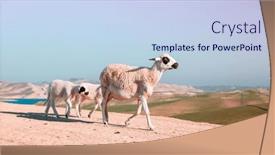  Presentation with morocco - Presentation design featuring sheep-in-the-desert-morocco background and a light blue colored foreground