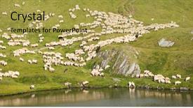  Presentation with sheep - Audience pleasing presentation theme consisting of sheep in the summer afternoon backdrop and a  colored foreground