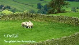  Presentation with sheep - Audience pleasing presentation consisting of sheep in yorkshire dales backdrop and a tawny brown colored foreground