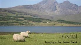  Presentation with scotland - Amazing slides having sheep isle of skye scotland backdrop and a violet colored foreground