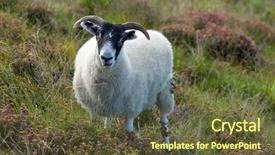  Presentation with sheep - Cool new presentation theme with sheep lamb backdrop and a tawny brown colored foreground