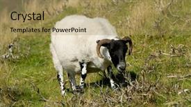  Presentation with sheep - Beautiful presentation design featuring sheep lamb backdrop and a coral colored foreground