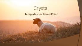  Presentation with golden light - Cool new theme with sheep-lit-with-golden-light backdrop and a cream colored foreground