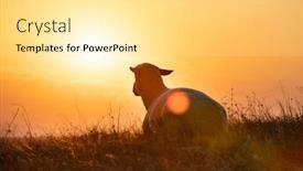  Presentation with golden light - PPT layouts having sheep-lit-with-golden-light background and a white colored foreground