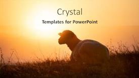  Presentation with golden light - PPT layouts with sheep-lit-with-golden-light background and a blonde colored foreground