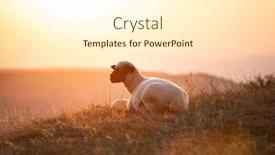  Presentation with golden light - Presentation theme having sheep-lit-with-golden-light background and a cream colored foreground