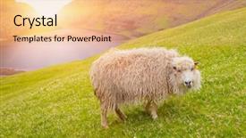  Presentation with shepherd sheep - PPT layouts enhanced with sheep looking at camera sheep background and a coral colored foreground