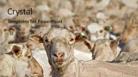  Presentation with horse sheep coat cow camel - Presentation enhanced with sheep looks and the camera background and a coral colored foreground