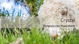  Presentation with sheep - Slide set featuring sheep on a farm green background and a soft green colored foreground