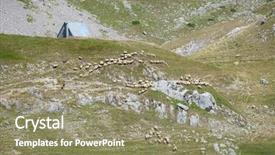  Presentation with pasture - Amazing PPT layouts having sheep on alpine pasture backdrop and a coral colored foreground