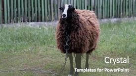  Presentation with pasture - PPT layouts having sheep-on-farm-pasture background and a gray colored foreground