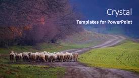  Presentation with sheep - Presentation theme having sheep-on-field-in-autumn background and a ocean colored foreground