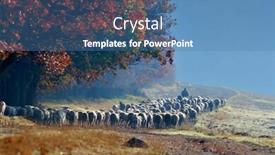  Presentation with sheep - Audience pleasing PPT theme consisting of sheep on field in autumn backdrop and a teal colored foreground