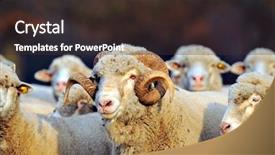  Presentation with sheep mesopatamia - Amazing presentation having sheep on field in autumn backdrop and a  colored foreground