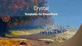  Presentation with sheep - Theme enhanced with sheep-on-field-in-autumn background and a teal colored foreground