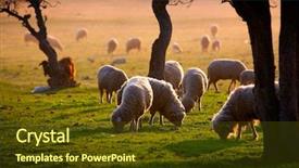  Presentation with sheep - Slides featuring sheep on field in spring background and a tawny brown colored foreground