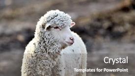  Presentation with shepherd sheep on shoulder - Audience pleasing PPT theme consisting of sheep on field in spring backdrop and a  colored foreground