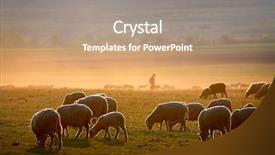  Presentation with sheep - Presentation theme having sheep on field in spring background and a coral colored foreground