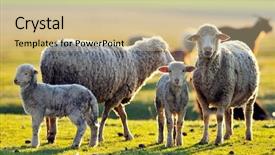  Presentation with sheep - PPT theme enhanced with sheep on field in spring background and a  colored foreground