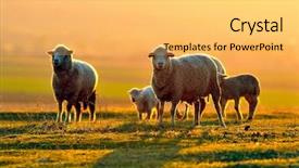  Presentation with sheep - Presentation featuring sheep on field in spring background and a yellow colored foreground