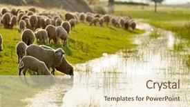  Presentation with sheep - Amazing theme having sheep on field in spring backdrop and a lemonade colored foreground