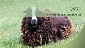  Presentation with sheep - PPT layouts having sheep on green meadow background and a mint green colored foreground