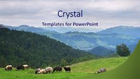  Presentation with pasture - Audience pleasing slide deck consisting of sheep on pasture at mountain backdrop and a lemonade colored foreground