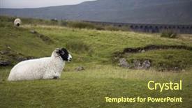  Presentation with sheep herder - PPT theme having sheep on pasture yorkshire dales background and a tawny brown colored foreground