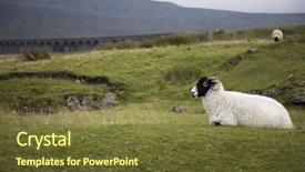  Presentation with pasture - Slides having sheep on pasture yorkshire dales background and a  colored foreground