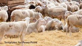  Presentation with sheep - PPT theme enhanced with sheep-on-the-farm-provance background and a coral colored foreground