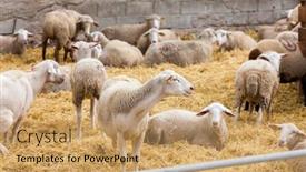  Presentation with sheep - Slide deck enhanced with sheep-on-the-farm-provance background and a coral colored foreground