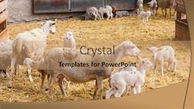  Presentation with sheep - Audience pleasing presentation design consisting of sheep-on-the-farm-provance backdrop and a coral colored foreground