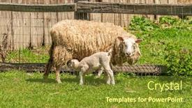  Presentation with british columbia canada - Slide set having sheep-on-the-farm background and a tawny brown colored foreground
