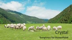  Presentation with sheep - Cool new theme with sheep on the grass backdrop and a yellow colored foreground