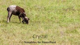  Presentation with sheep - Presentation featuring sheep-on-the-meadow background and a  colored foreground