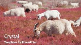  Presentation with sheep - PPT theme enhanced with sheep on the prairie background and a tawny brown colored foreground