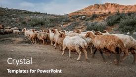  Presentation with sheep - Slide set with sheep-paddock-in-the-mountainous background and a  colored foreground