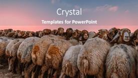  Presentation with pasture - PPT theme with sheep-paddock-on-the-pasture background and a seafoam green colored foreground