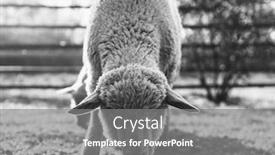  Presentation with organic farming - Theme enhanced with sheep-portrait-organic-farming background and a gray colored foreground