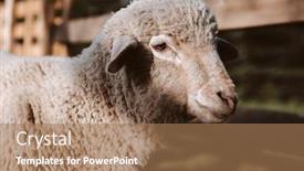  Presentation with organic farming - Amazing PPT layouts having sheep-portrait-organic-farming backdrop and a coral colored foreground
