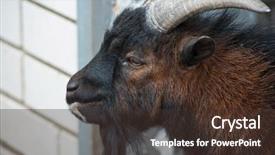  Presentation with sheep - PPT theme consisting of sheep ram with large horns background and a tawny brown colored foreground