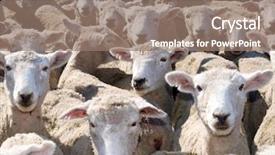  Presentation with sheep - Audience pleasing slides consisting of farm yard - sheep sheep and more sheep backdrop and a coral colored foreground