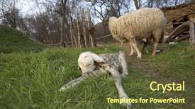  Presentation with new born - Presentation featuring sheep standing in a field in spring with her new born twins lying background and a tawny brown colored foreground