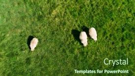  Presentation with sheep - Amazing theme having sheep-standing-in-a-grassy backdrop and a tawny brown colored foreground