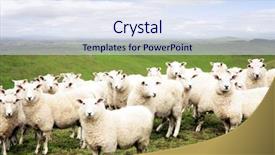  Presentation with coat horse cow camel sheep offspring - Slide deck consisting of sheep standing in paddock facing background and a sky blue colored foreground