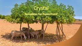  Presentation with fig tree - Audience pleasing presentation theme consisting of sheep under fig tree backdrop and a tawny brown colored foreground